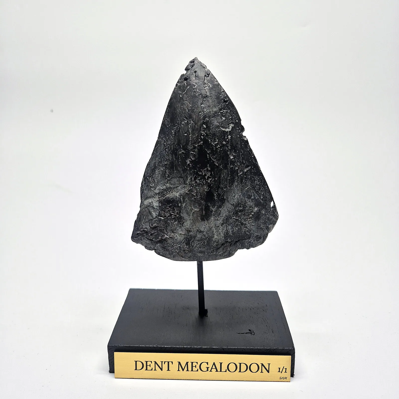 Sculpture en bronze – dent de mégalodon sur socle – vue 3