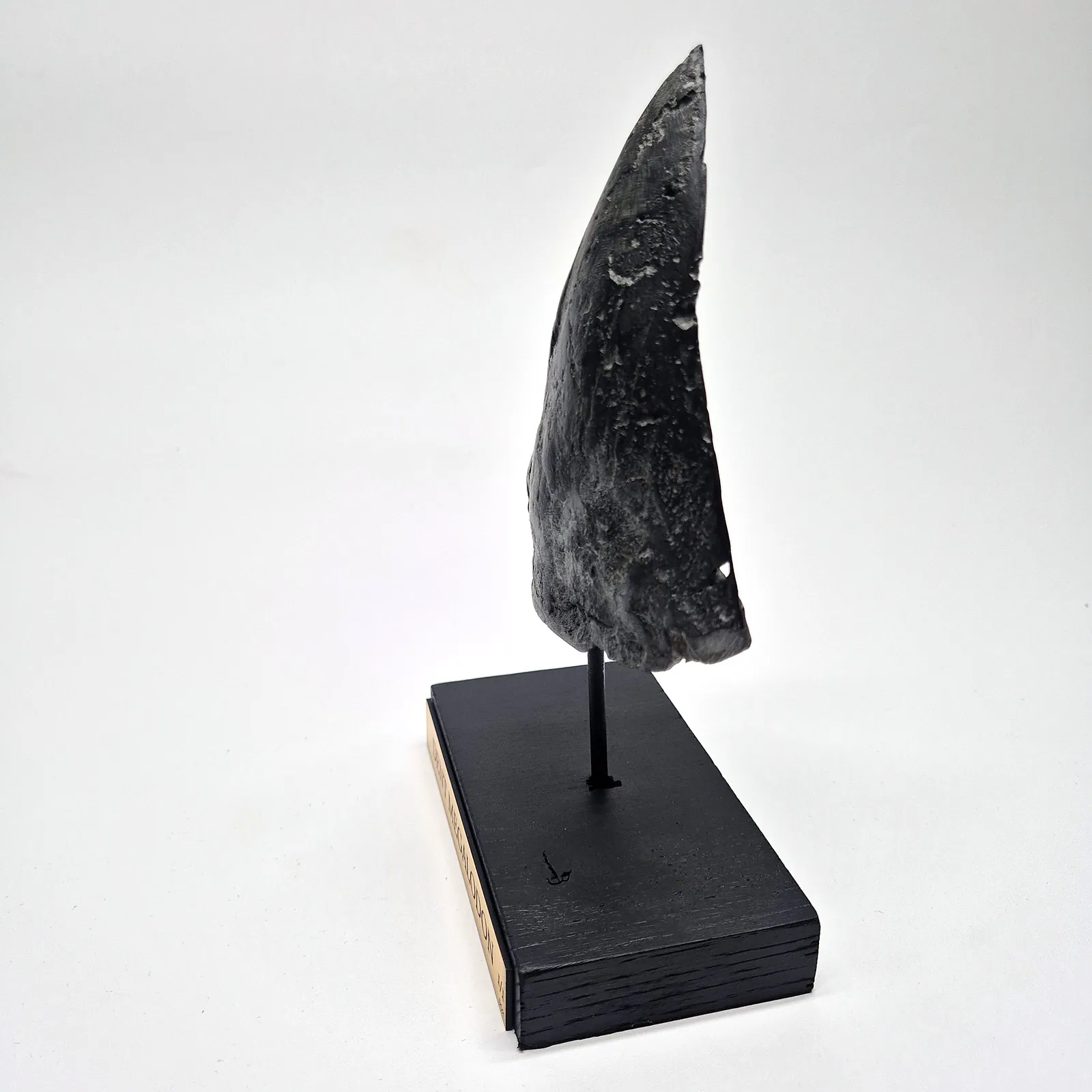 Sculpture en bronze – dent de mégalodon sur socle – vue 9