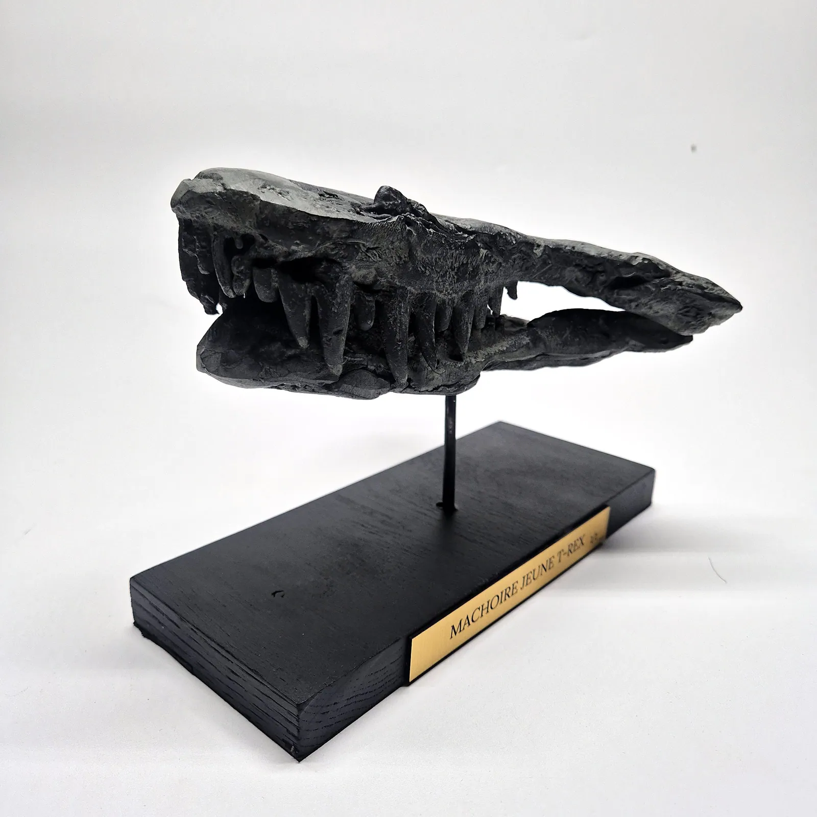 Sculpture en bronze – mâchoire de jeune T-Rex sur socle – vue 3