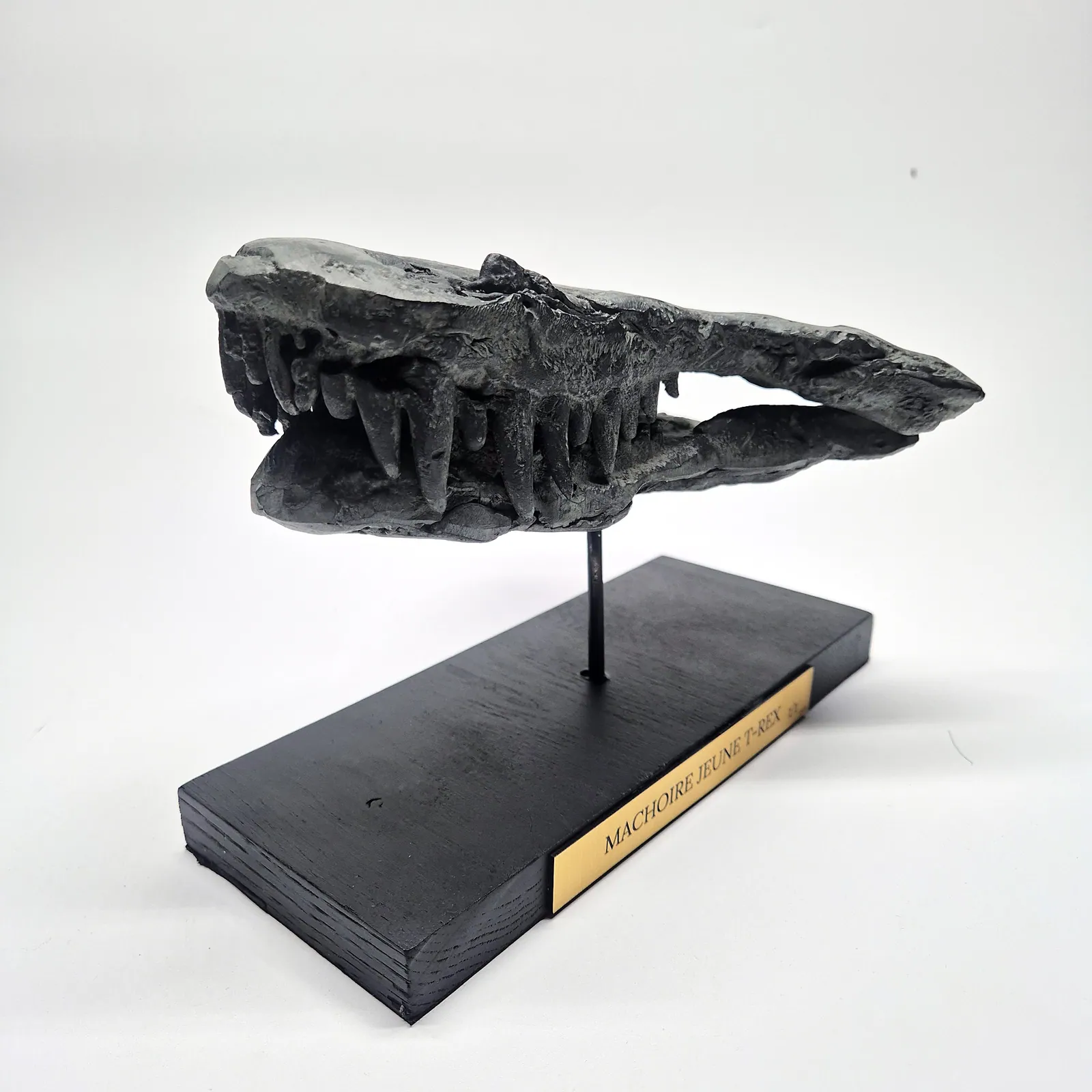 Sculpture en bronze – mâchoire de jeune T-Rex sur socle – vue 4