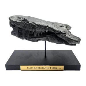 Sculpture en bronze – mâchoire de jeune T-Rex sur socle